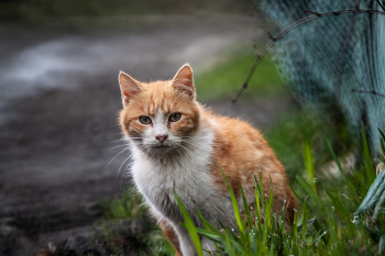 рыжий котик / Nikon D 700 мто 8 500 мм