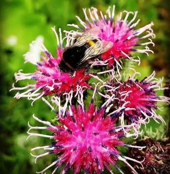 Пчела и Репей / Пчела на ярком цветке Репейника (лопух)