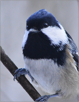 Удивление. / Московка - Parus ater.