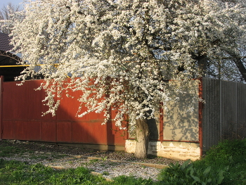 Цветение... / Дерево в цветении