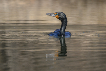 Double-crested cormorant / Double-crested cormorant