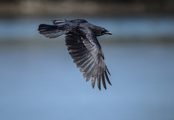 American crow / American crow