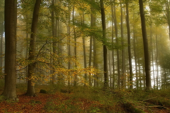 Уходящий октябрь / Утренний осенний пейзаж в туманном лесу.