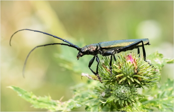 &nbsp; / Усач мускусный (Aromia moschata)