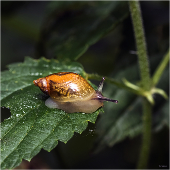  / Янтарка обыкновенная (Succinea putris)