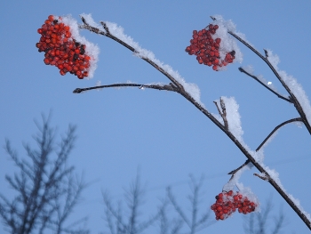 Зимняя Рябина. / Ветки красных ягод Рябины в морозный день