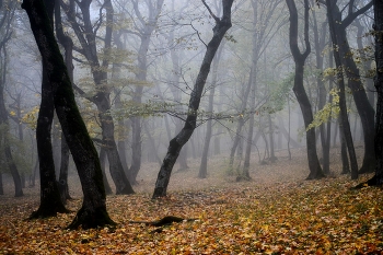 В парке осеннем......... / Железноводск. Октябрь