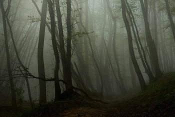 Утро / Туманный лес
