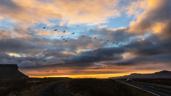 Летят перелетные птицы / Исландия