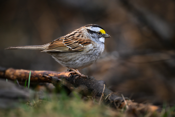 White-throated sparrow / White-throated sparrow