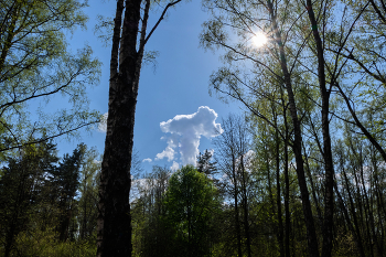 Облако / В парке Мазурино, Витебск.