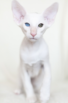 Геральд / Ориентальный котенок, разноглазый, голубой глаз говорит о сиамском гене:)