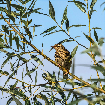 &nbsp; / Лесной конёк, или лесная шеврица (Anthus trivialis)