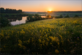 Золотое поле / Раннее утро. Солнце заливает луг...