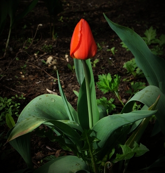 Аленький цветочек / Красный тюльпан