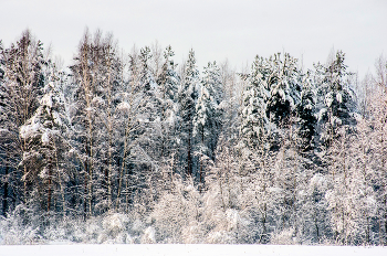 Зима. / 2015 год.