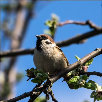 Весенние грёзы... / Полевой воробей (Passer montanus)