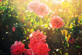 Красивые цветы в лучах солнца / Красивые цветы в лучах солнца