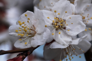 Цветы абрикоса / Красоты весны