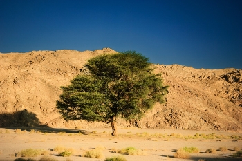 Одинокое древо пустыни ... / Африка, Аравийская пустыня, северо-восточная часть Сахары, температура +45 градусов в тени