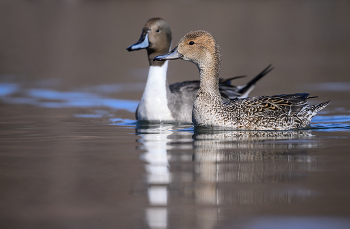 Mrs. &amp; Mr. Northern Pintail / Mrs. &amp; Mr. Northern Pintail