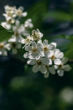 Черёмуха... / Беларусь.
Могилевская область.