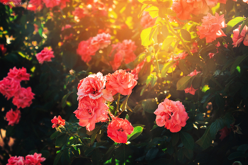 красивые цветы в лучах солнца / красивые цветы в лучах солнца
