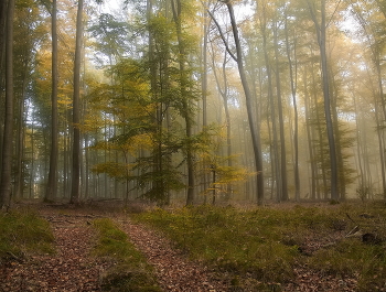 Туманное утро / Утро в осеннем лесу.Лесной пейзаж.