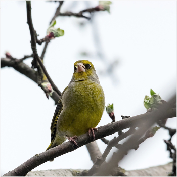  / Обыкновенная зеленушка (Chloris chloris). Самец