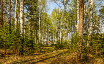 В лесу. 10.05.2023 / На даче.