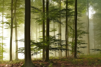 В солнечном тумане / Туманное утро в лесу когда светит солнце.
