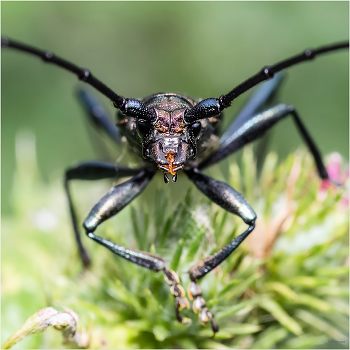 &nbsp; / Усач мускусный (Aromia moschata)