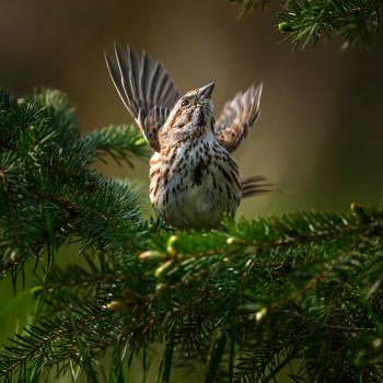 Song sparrow / Song sparrow