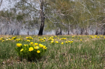 &nbsp; / Цветущие адонисы. Омская область, весна.