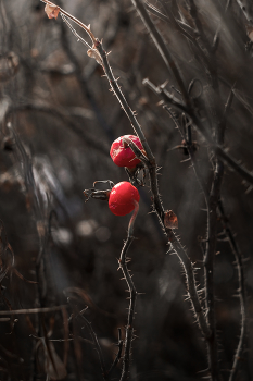 Предзимье / последние ягоды шиповника перед зимой