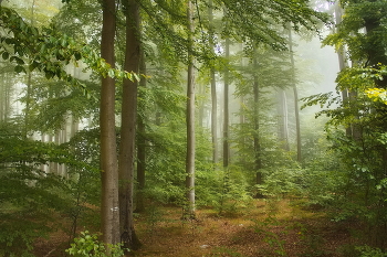 Утро в сентябре / Туманное утро в осеннем лесу.Деревья только набирают краски осени.