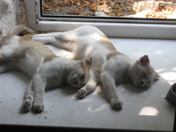 Дневной сон... / Два молодых кота спят