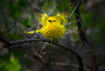 American yellow warbler / American yellow warbler