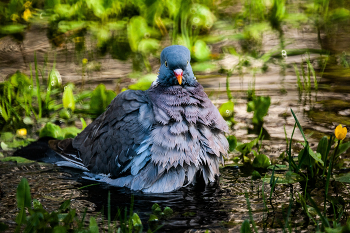 принятие ванны / Nikon d 700 + Мто 8 500 мм