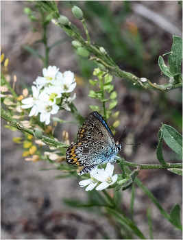 &nbsp; / Голубянка Идас (Plebejus idas). Самец