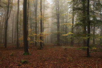 Поздняя осень / Утро в осеннем туманном лесу.