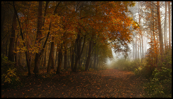 В осеннем лесу / Осень лес