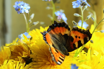 Натюрморт с бабочкой! / Весенний натюрморт!