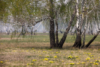 &nbsp; / Май. Цветущие адонисы в Омской лесостепи.