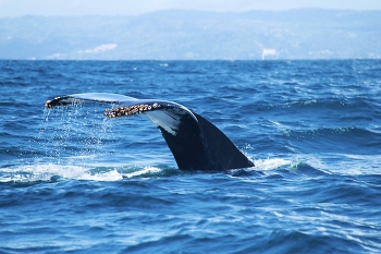 Горбатый кит с расстояния в десяток метров / Доминикана
