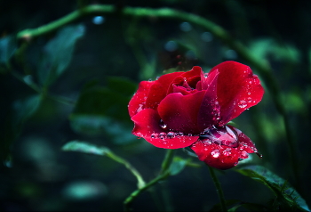 цветок и капля / после дождя