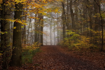 Дальше туман / Туманное утро в осеннем лесу.