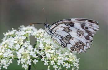  / Пестроглазка галатея (Melanargia galathea). Испод