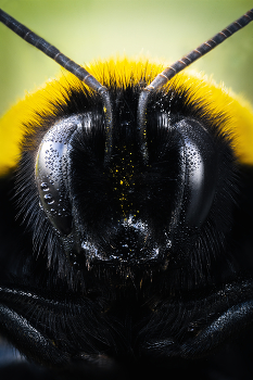 Земляной шмель... / (лат. Bombus terrestris)