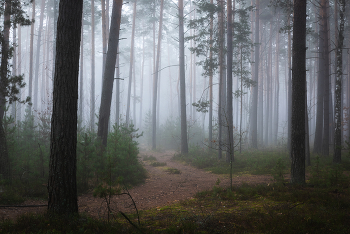 В лесу туман / утренний лес